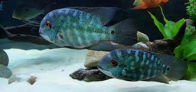 True Parrot Cichlid Hoplarchus Psittatus 10cm - Real Aquatics
