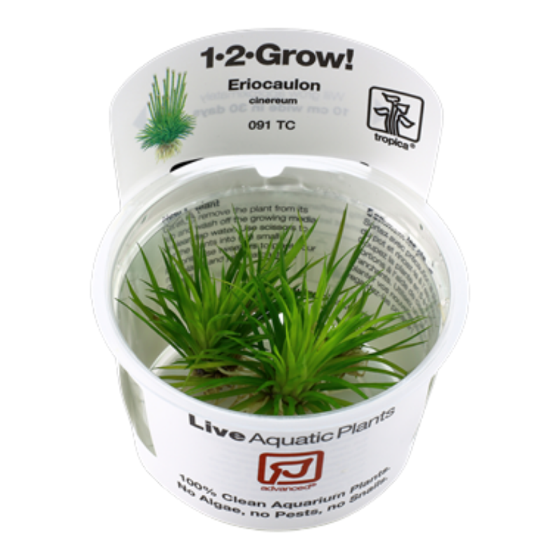 Tropica In-Vitro 1-2-Grow! Eriocaulon Cinereum