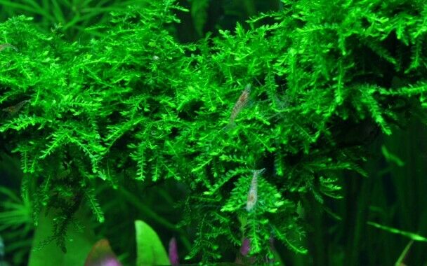 Tropica In Vitro 1-2-grow! Vesicularia ferriei 'Weeping'