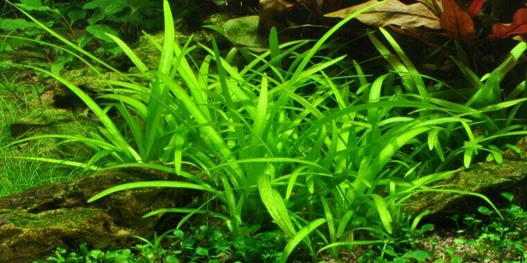 Tropica In Vitro 1-2-grow! Sagittaria Subulata