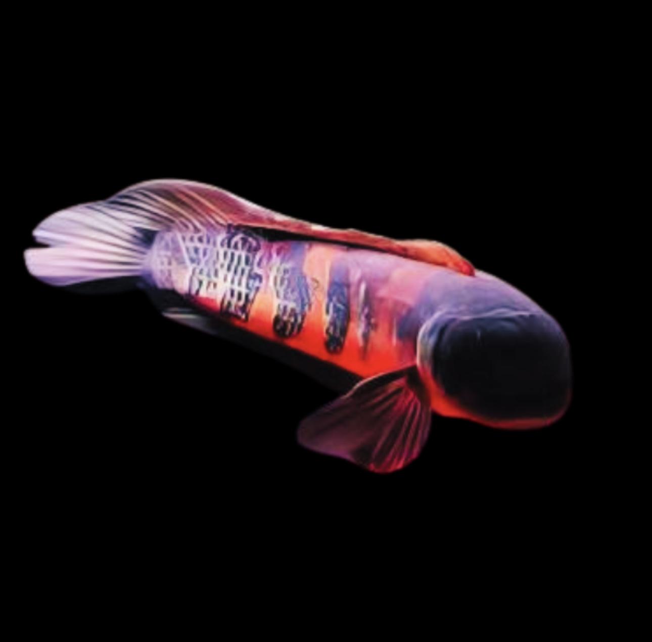 Barito Maru Red Toman Snakehead Channa Melanptera Marulioides 6cm - Real Aquatics