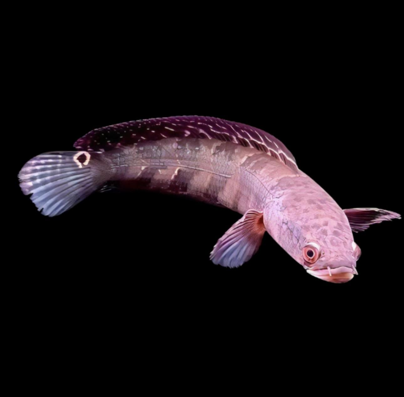 Maru Red Sampit Snakehead Channa Melanptera Marulioides 6cm - Real Aquatics