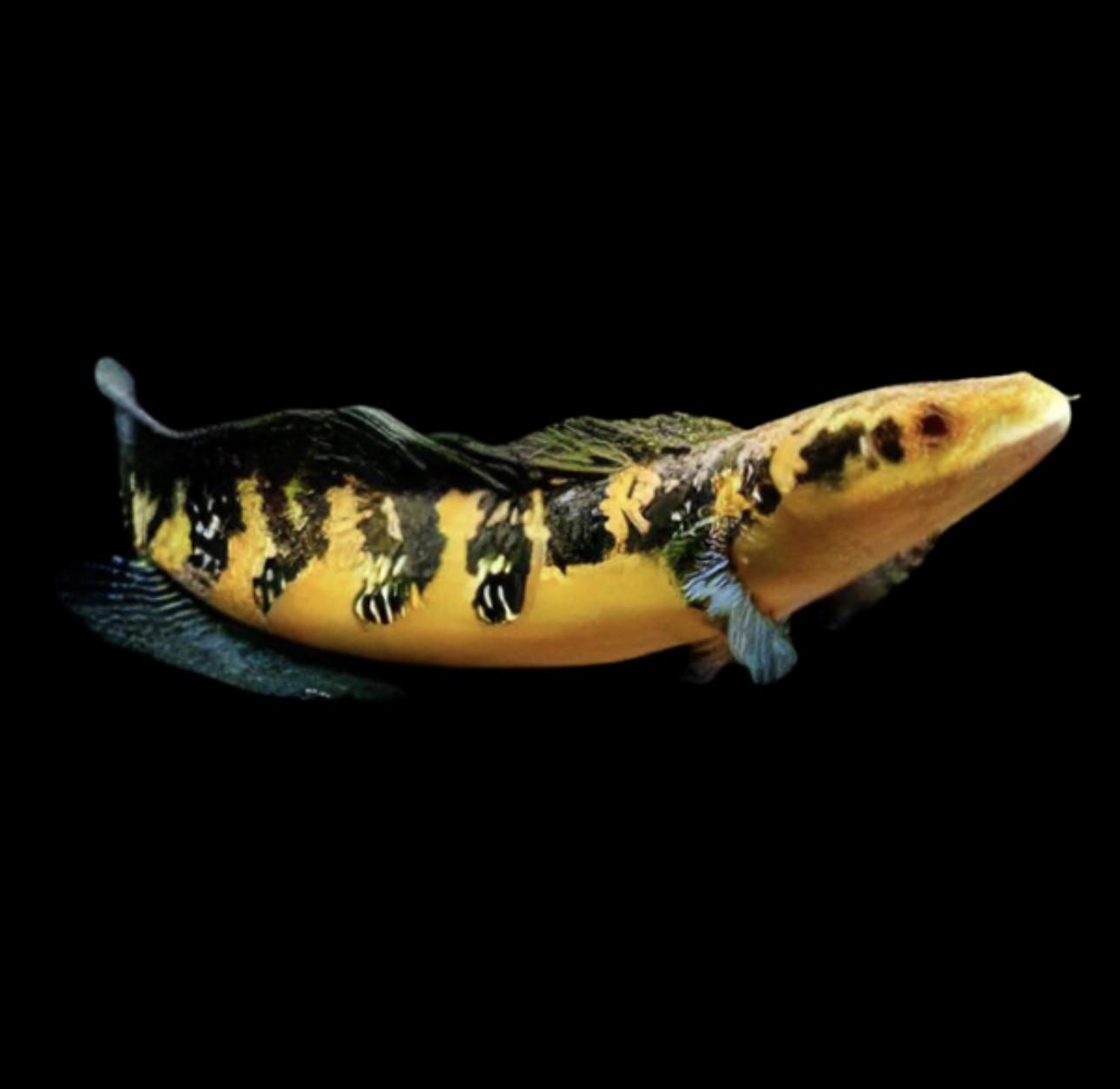 Sentarum Maru Yellow Snakehead Ophicephalus Marulioides Bleeker 8cm - Real Aquatics