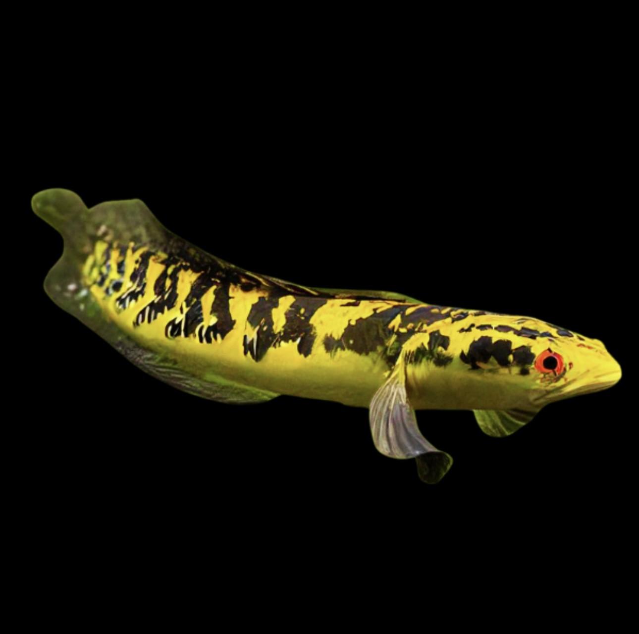 Raiu Yellow Emperor Snakehead Channa Marulioidis 10cm - Real Aquatics
