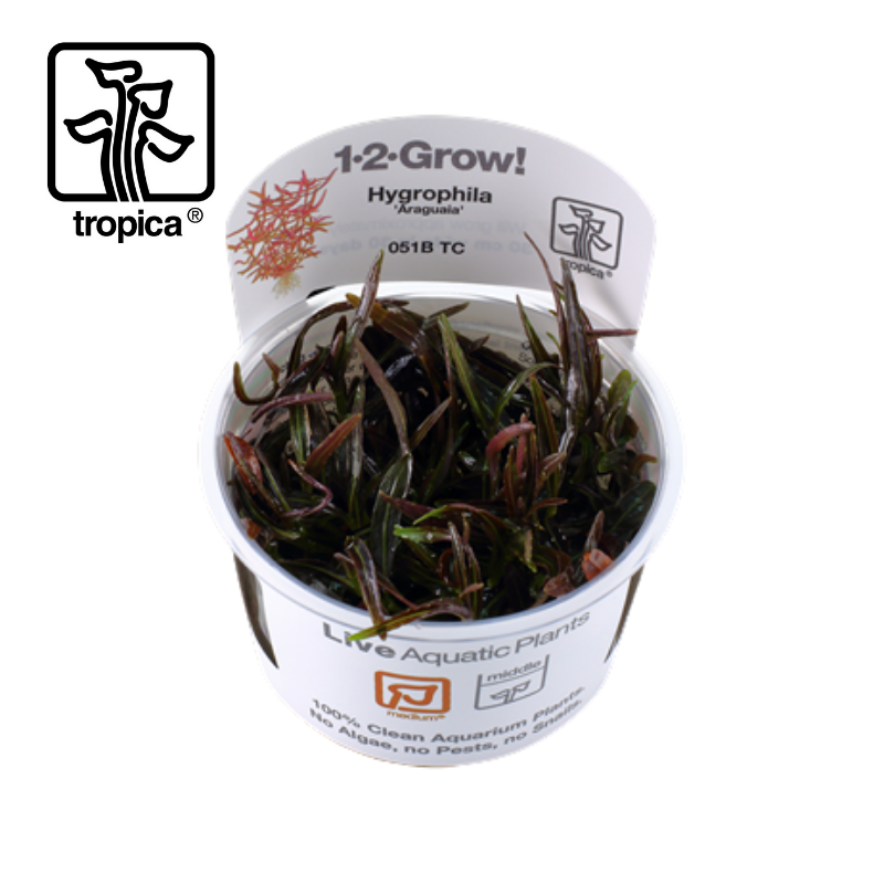 Tropica In-Vitro 1-2-Grow! Hygrophila Lancea 'Araguaia'