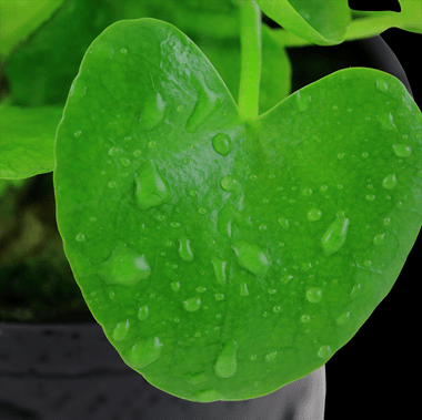 Nymphoides Hydrophylla 'Taiwan' Live Plant Potted - Real Aquatics