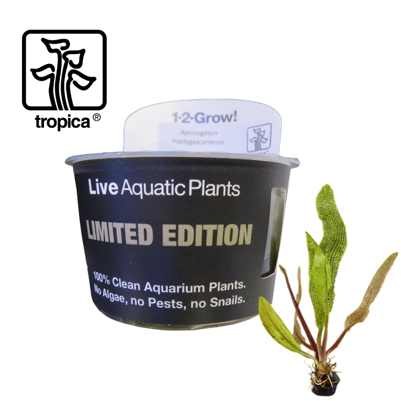 Tropica In-Vitro 1-2-Grow! Aponogeton Madagascariensis 'Limited Edition' - Real Aquatics