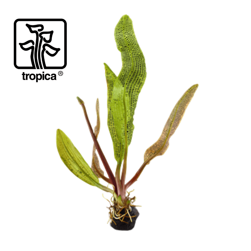 Tropica In-Vitro 1-2-Grow! Aponogeton Madagascariensis 'Limited Edition' - Real Aquatics