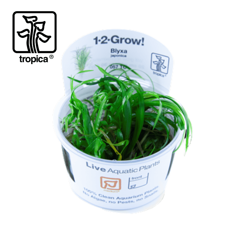 Tropica In-Vitro 1-2-Grow! Blyxa Japonica - Real Aquatics