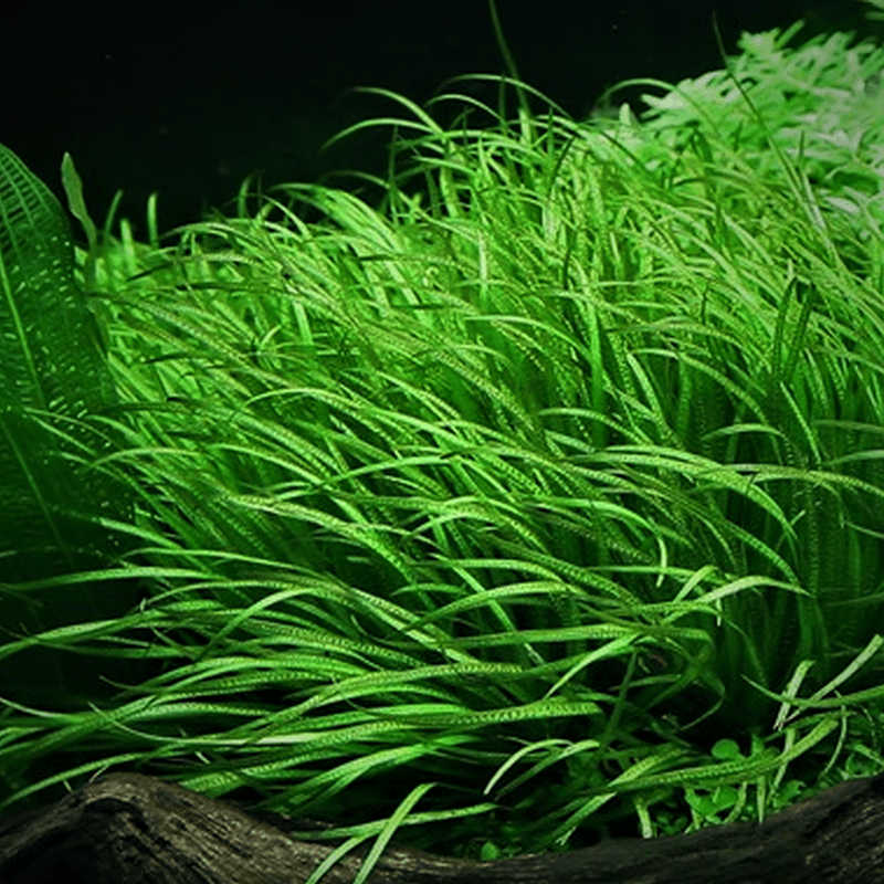 Tropica In-Vitro 1-2-Grow! Blyxa Japonica - Real Aquatics