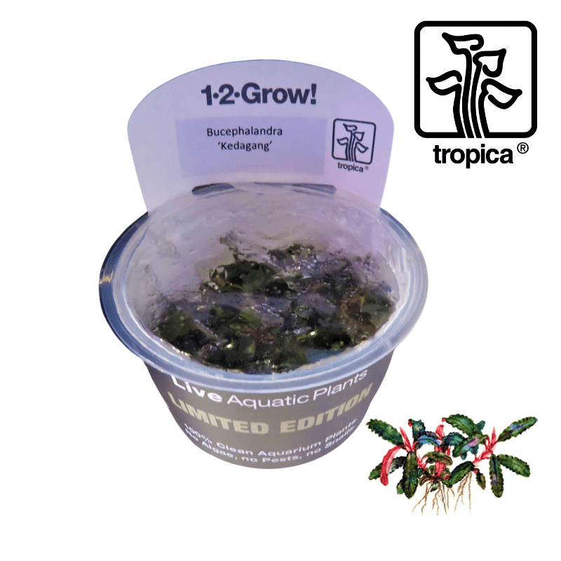 Tropica In-Vitro 1-2-Grow! Bucephalandra Kedagang 'Limited Edition' - Real Aquatics