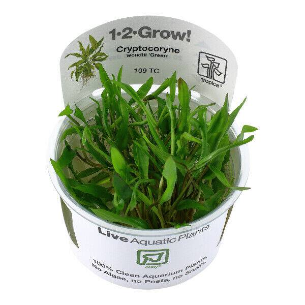 Tropica In Vitro 1-2-grow! Cryptocoryne wendtii 'Green' - Real Aquatics