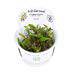 Tropica In Vitro 1-2-grow! Cryptocoryne wendtii 'Green' - Real Aquatics