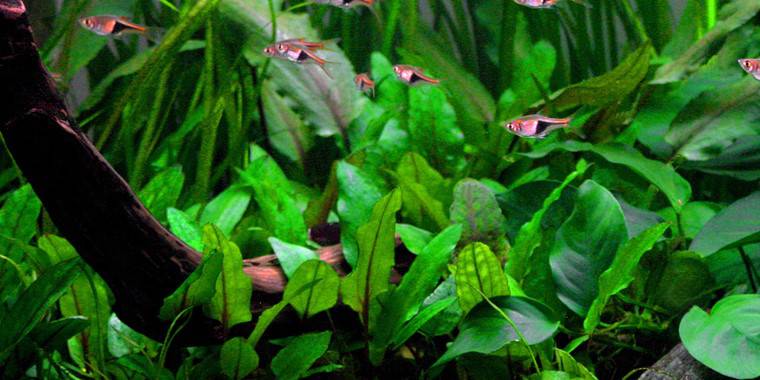 Tropica In Vitro 1-2-grow! Cryptocoryne wendtii 'Green' - Real Aquatics