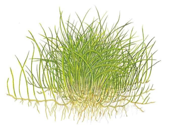 Tropica In Vitro 1-2-grow!  Eleocharis acicularis 'Mini' - Real Aquatics