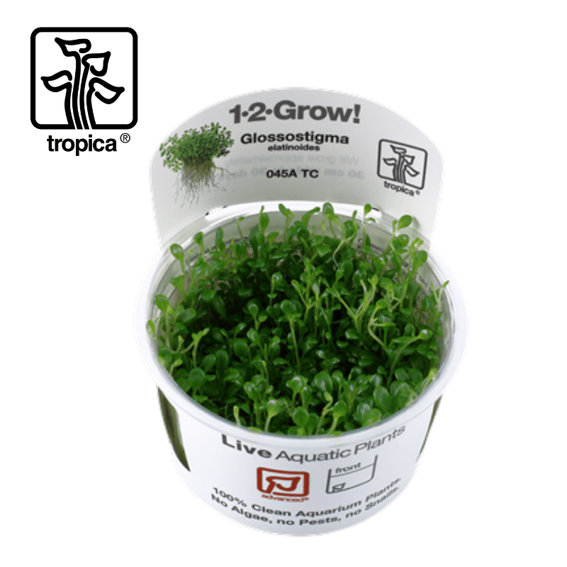 Tropica In-Vitro 1-2-Grow! Glossostigma Elatinoides - Real Aquatics