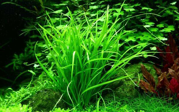 Tropica In Vitro 1-2-grow! Helanthium tenellum 'Green' - Real Aquatics