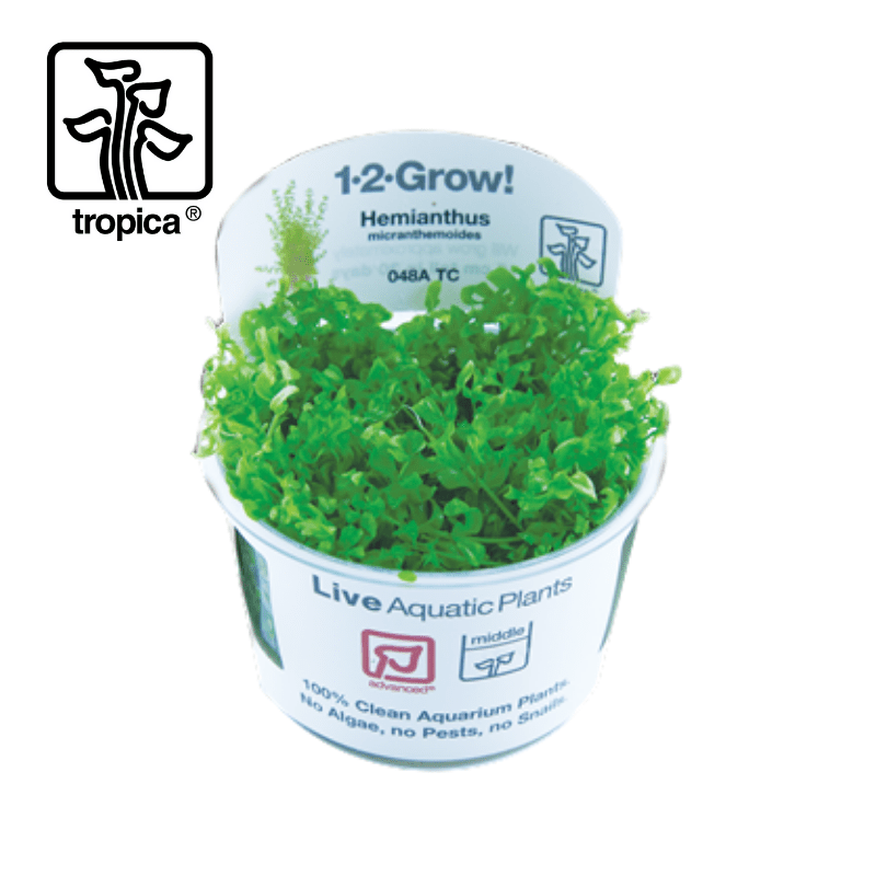 Tropica In-Vitro 1-2-Grow! Hemianthus Micranthemoides - Real Aquatics