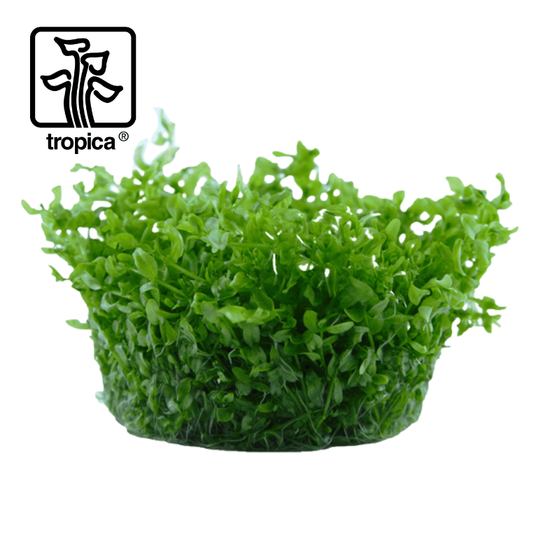 Tropica In-Vitro 1-2-Grow! Hemianthus Micranthemoides - Real Aquatics