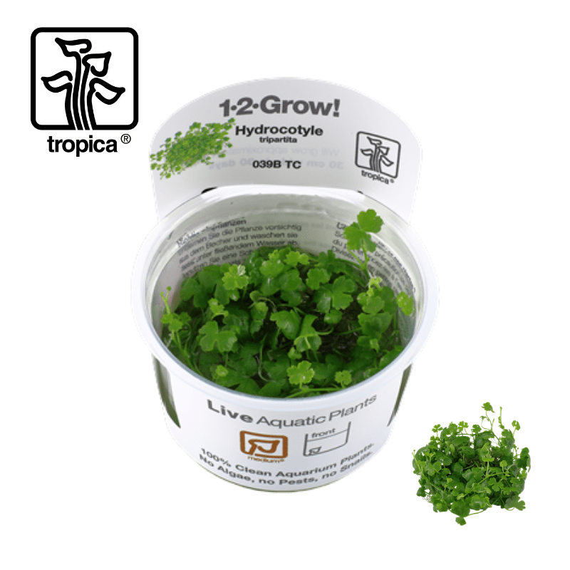 Tropica In-Vitro 1-2-Grow! Hydrocotyle Tripartita - Real Aquatics