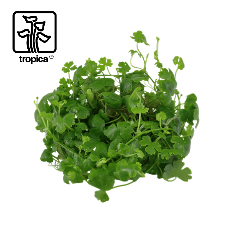 Tropica In-Vitro 1-2-Grow! Hydrocotyle Tripartita - Real Aquatics