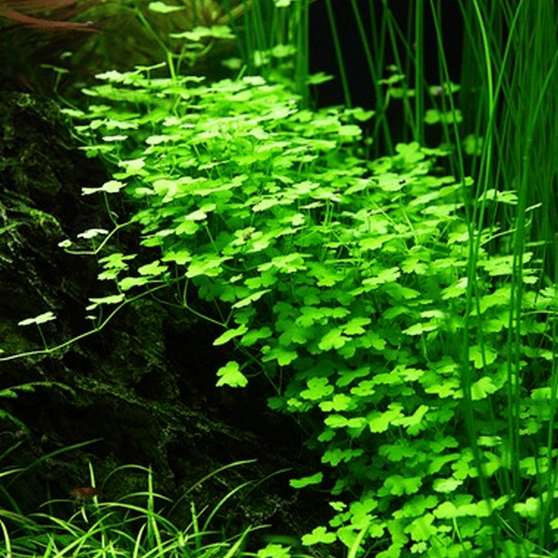 Tropica In-Vitro 1-2-Grow! Hydrocotyle Tripartita - Real Aquatics