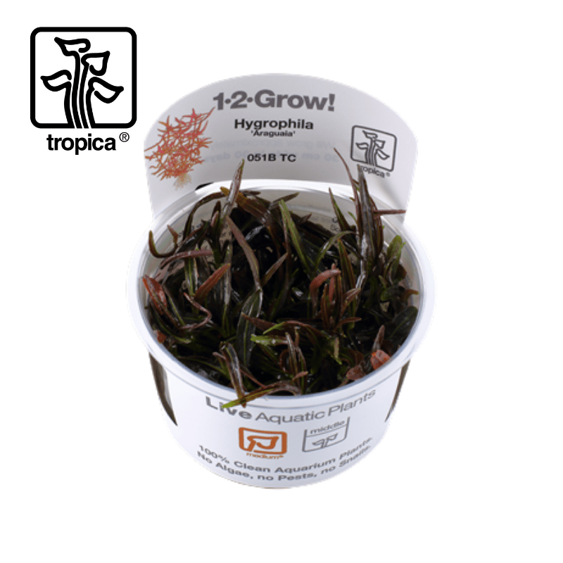 Tropica In-Vitro 1-2-Grow! Hygrophila Lancea 'Araguaia' - Real Aquatics