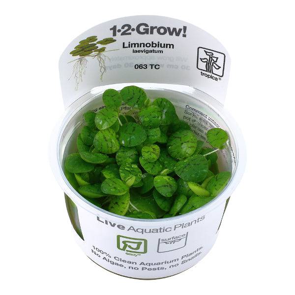 Tropica In Vitro 1-2-grow! Limnobium Laevigatum - Real Aquatics