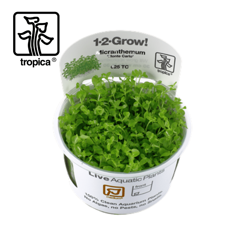 Tropica In-Vitro 1-2-Grow! Micranthemum 'Monte Carlo' - Real Aquatics