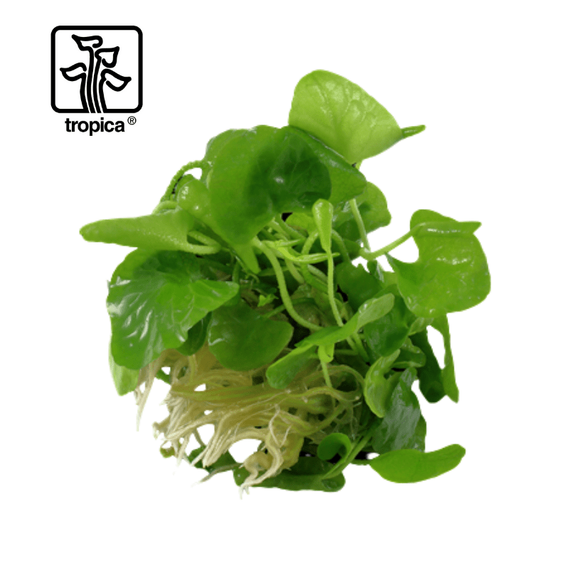 Tropica In-Vitro 1-2-Grow! Nymphoides Hydrophylla 'Taiwan' - Real Aquatics