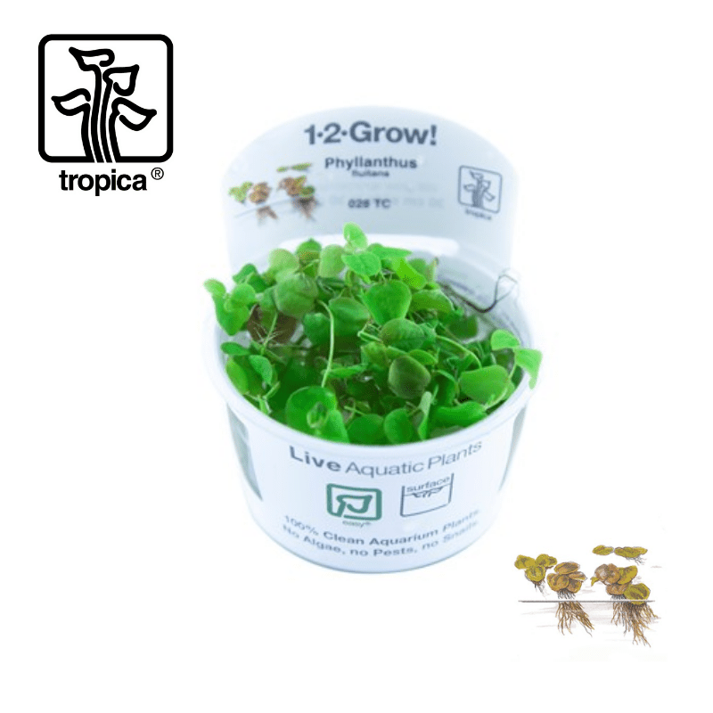 Tropica In-Vitro 1-2-Grow! Phyllantus Fluitans Floating Plant - Real Aquatics