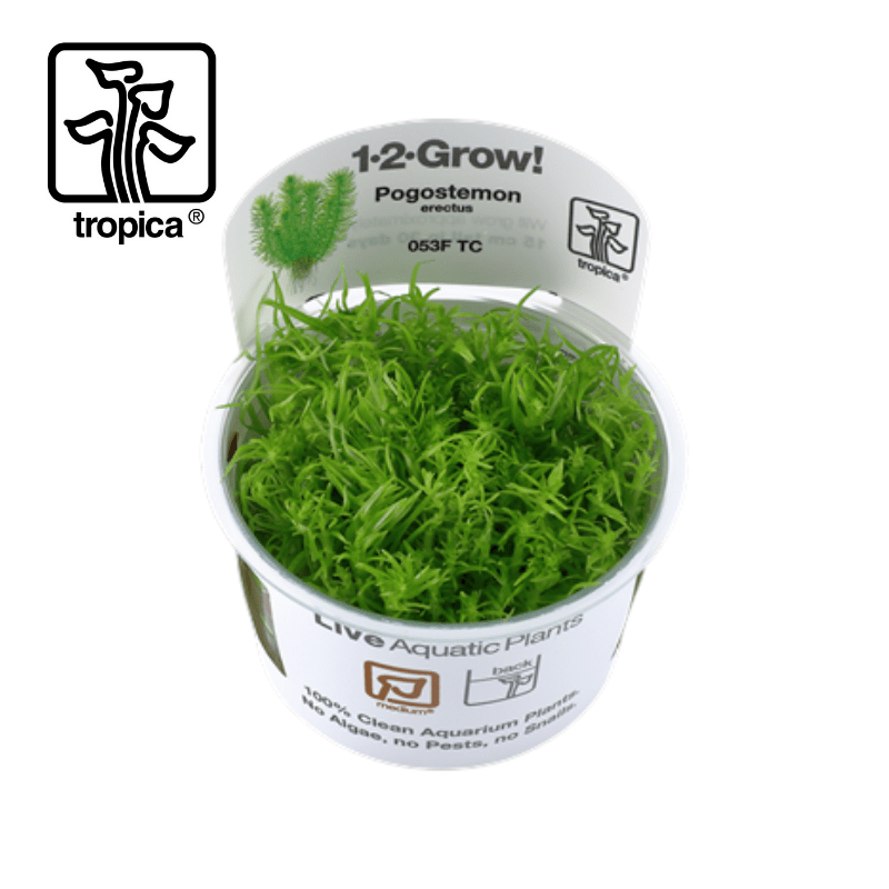 Tropica In-Vitro 1-2-Grow! Pogostemon Erectus - Real Aquatics