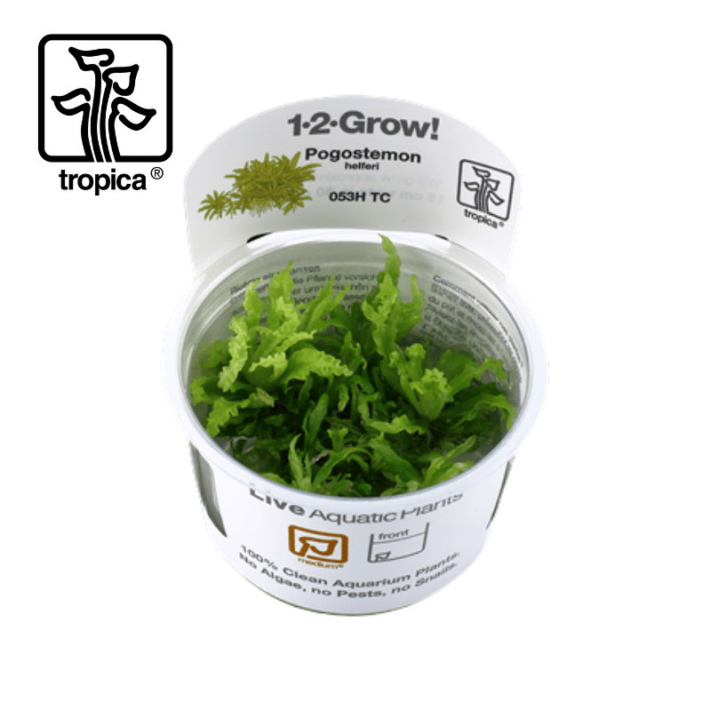 Tropica In-Vitro 1-2-Grow! Pogostemon Helferi - Real Aquatics