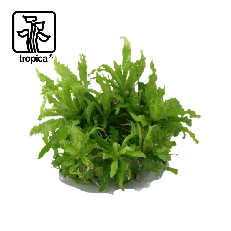 Tropica In-Vitro 1-2-Grow! Pogostemon Helferi - Real Aquatics