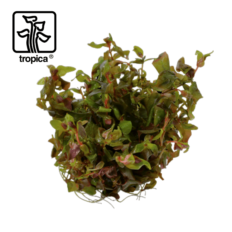 Tropica In-Vitro 1-2-Grow! Rotala Macrandra - Real Aquatics