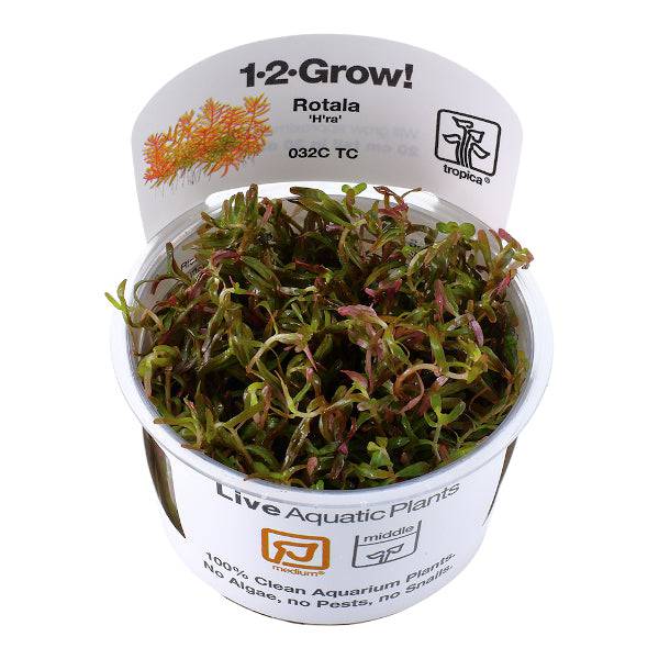 Tropica In Vitro 1-2-grow! Rotala 'Vietnam H'ra' - Real Aquatics