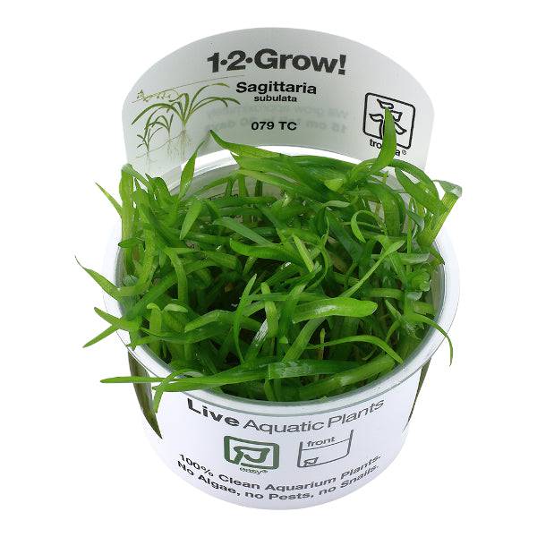 Tropica In Vitro 1-2-grow! Sagittaria Subulata - Real Aquatics