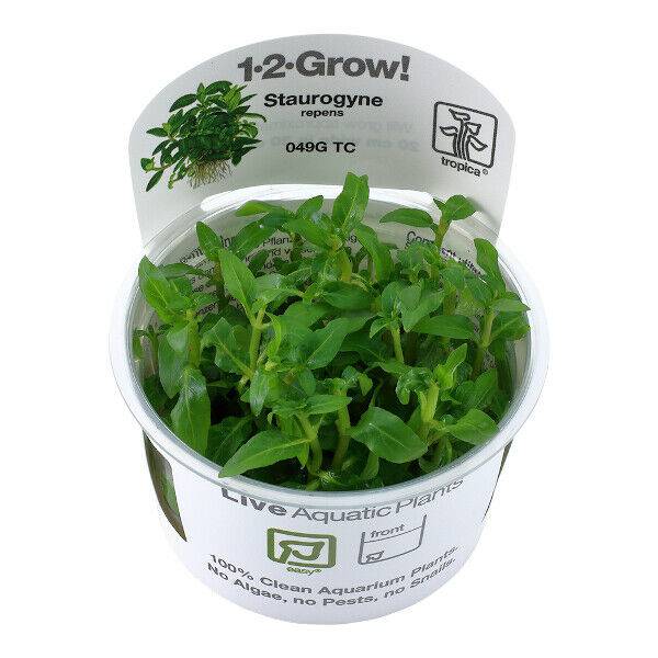 Tropica In Vitro 1-2-grow! Staurogyne Repens - Real Aquatics