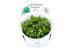 Tropica In Vitro 1-2-grow! Staurogyne Repens - Real Aquatics