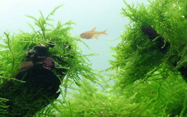 Tropica In Vitro 1-2-grow! Taxiphyllum barbieri - Real Aquatics