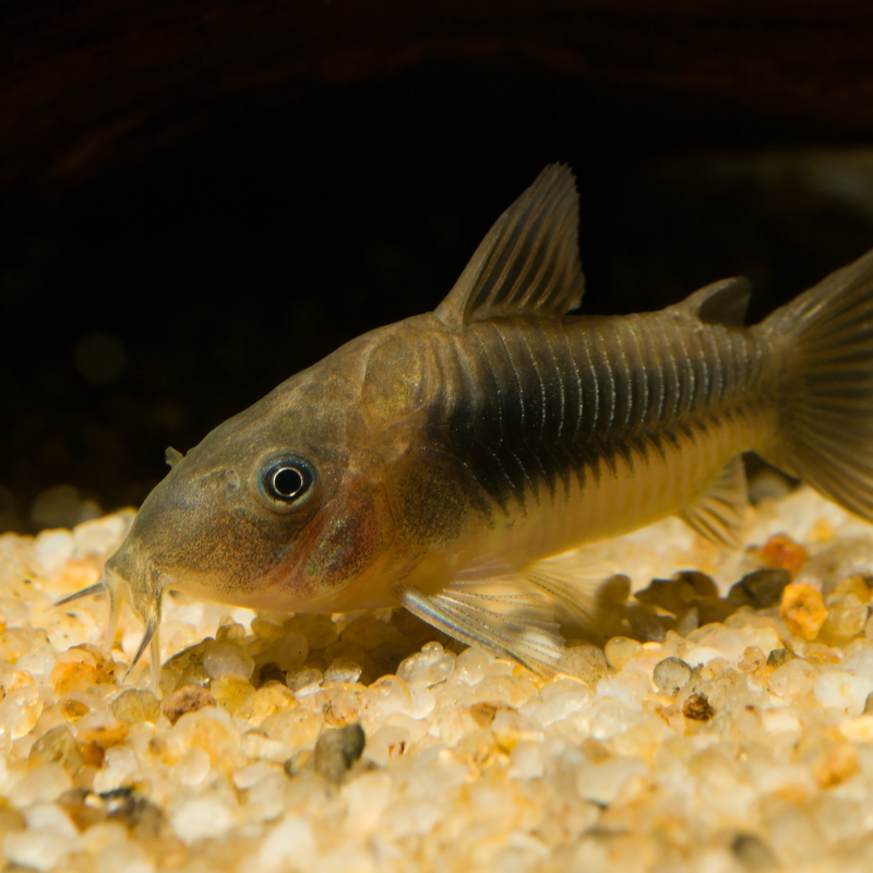 Bronze Corydoras Catfish