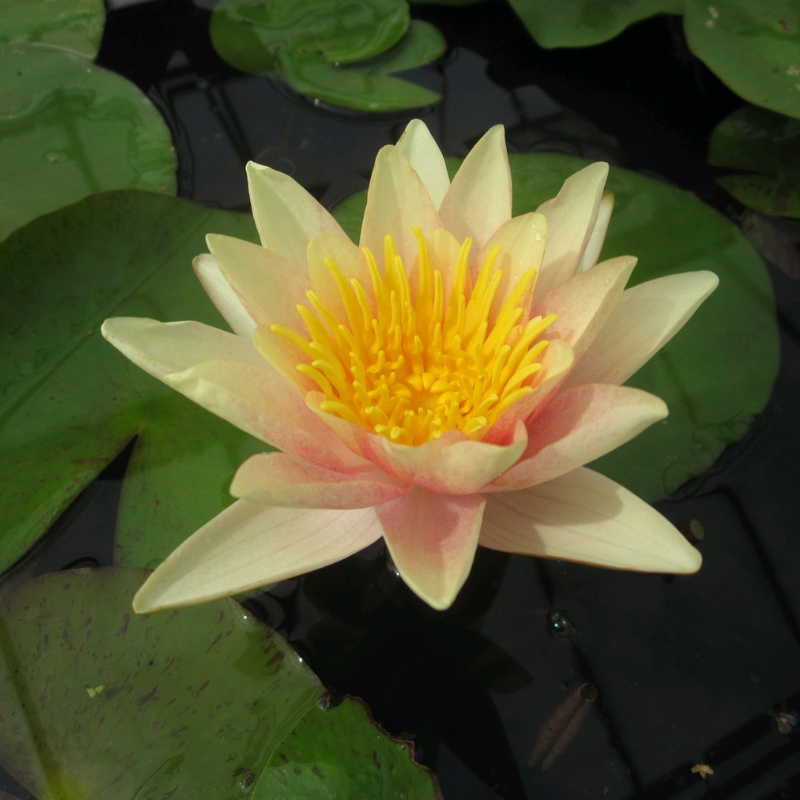 Nymphaea Paul Hariot Water Lily