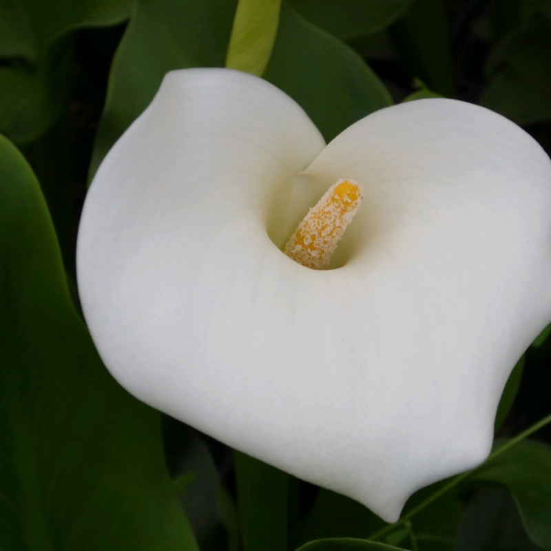 Zantedeschia Aethiopica Crowborough Arum Lily