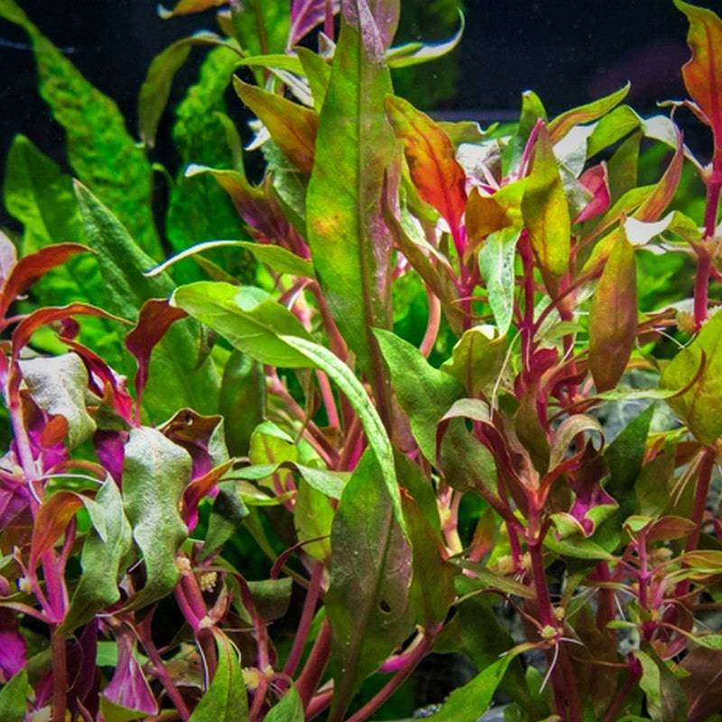 Alternanthera Reineckii Scarlet Temple Live Tropical Plant Single - Real Aquatics