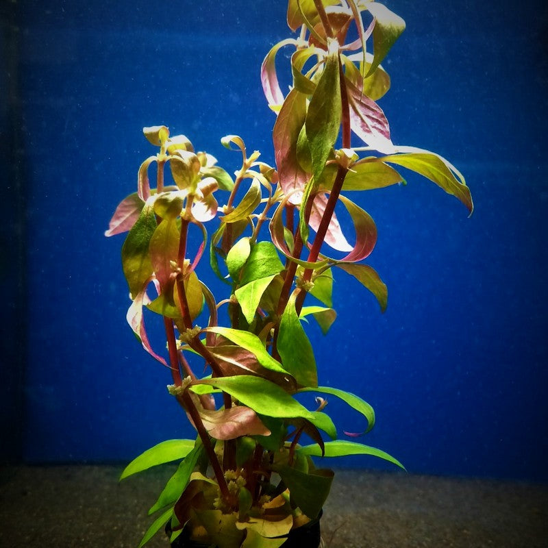 Single Alternanthera Reineckii Scarlet Temple tropical aquatic plant for aquariums, vibrant red foliage, unbranded.