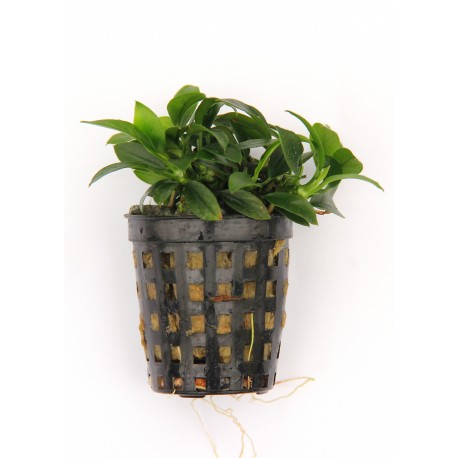 Potted Anubias Bonzai tropical live aquatic plant with lush green leaves in a small decorative container.