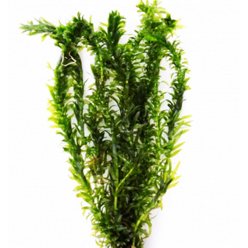 Live Elodea Densa oxygenating plant bunch for aquariums, showcasing vibrant green aquatic aquatic greenery.