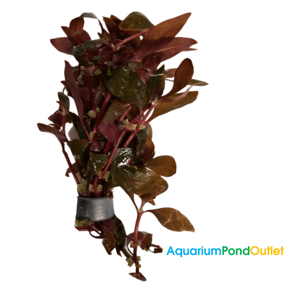 Alternanthera Reineckii Live Plant Bunched - Real Aquatics