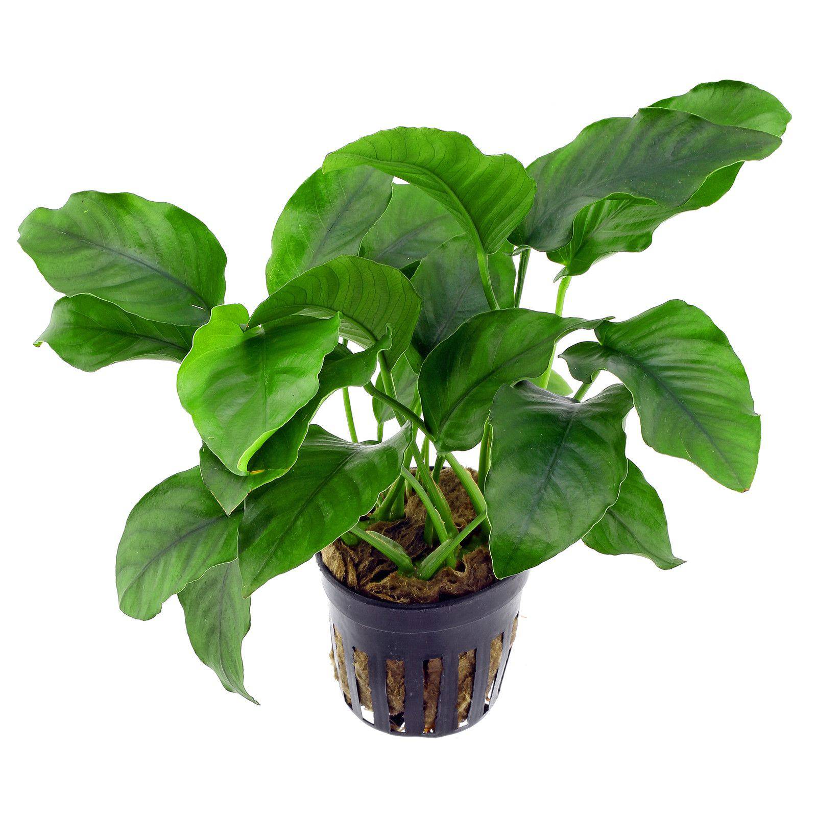 Anubias Barteri Live Tropical Plant Potted - Real Aquatics