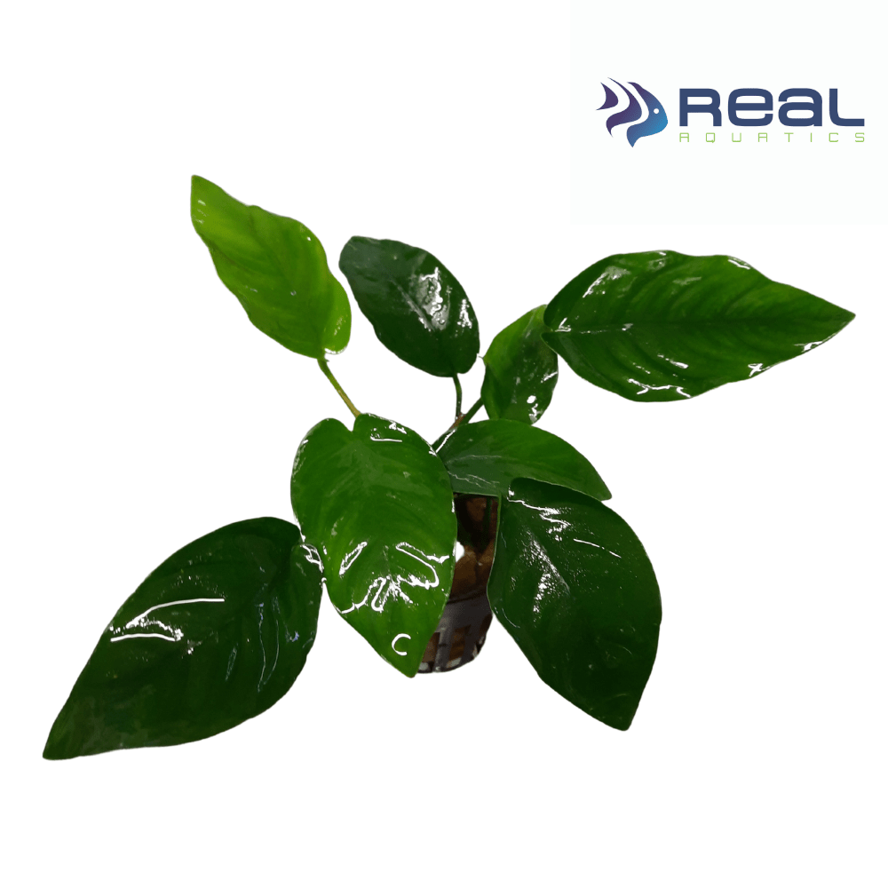 Anubias Barteri Nana Live Plant Bunched - Real Aquatics